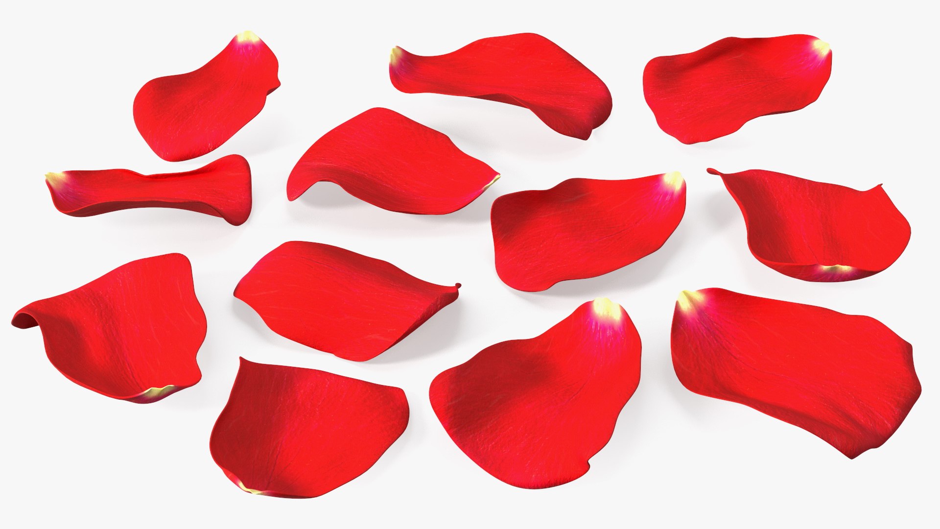 Rose Petals Red 3D model https://p.turbosquid.com/ts-thumb/8i/hRTM6U/zx/rosepetalsred3dsmodel010/jpg/1644262546/1920x1080/fit_q87/8ea1ede211c14b8428904a865b864ac054931ebe/rosepetalsred3dsmodel010.jpg