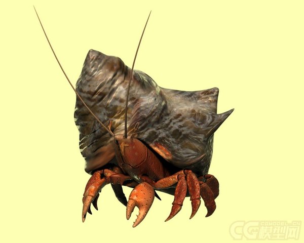 Hermit Crab 3D Models For Download | TurboSquid