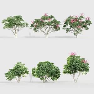Schefflera actinophylla Umbrella tree 3D model 3D model