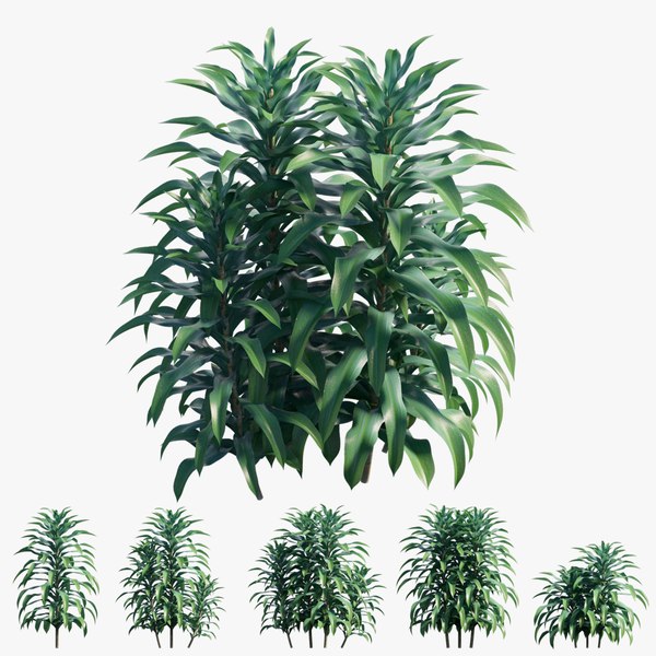 corn plant png