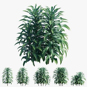 Dracaena Corn Plant set 02