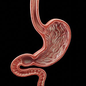 3D model modeled human stomach