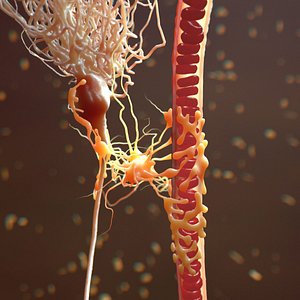 Neuron Astrocyte Blood Vessel realistic