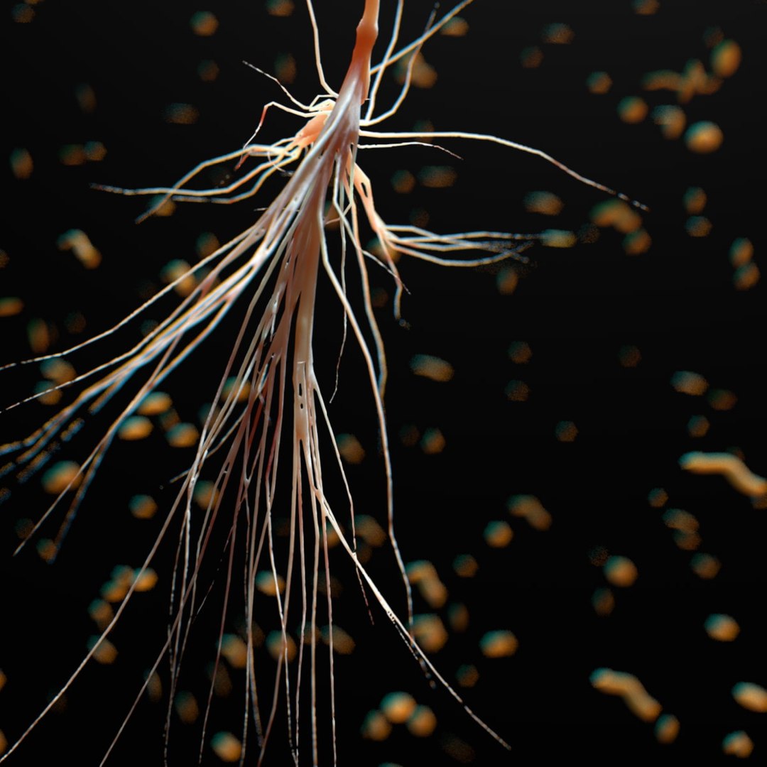 mammalian astrocyte blood vessel 3d c4d