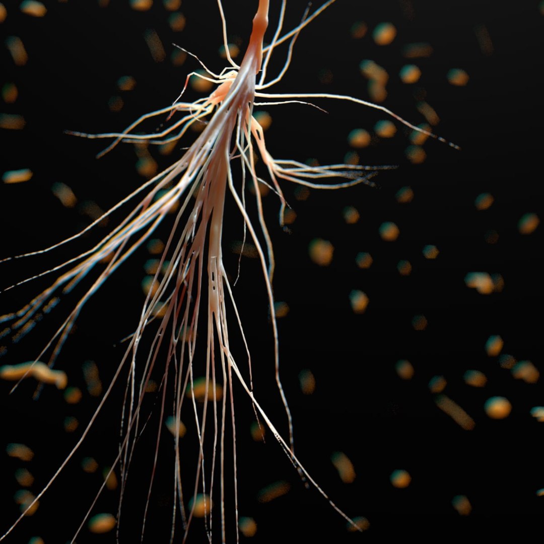 Mammalian Astrocyte Blood Vessel 3d C4d