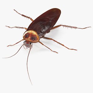 Flying Red Cockroach 3D model