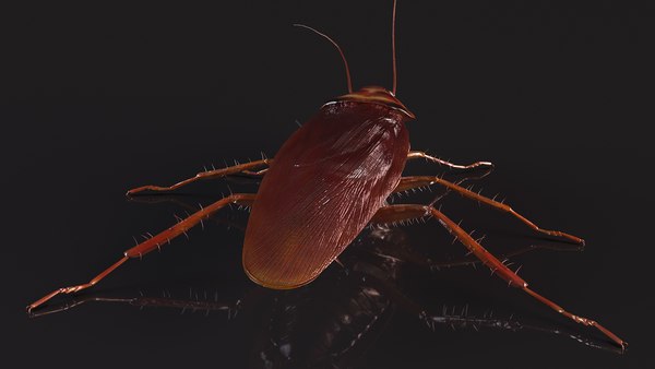 modelo 3d Cucaracha roja voladora - TurboSquid 2073189