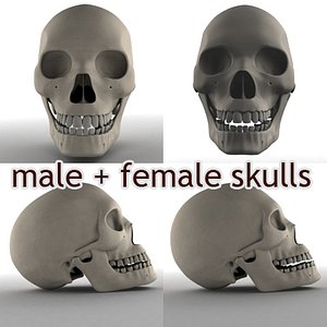 male female skull 3d model