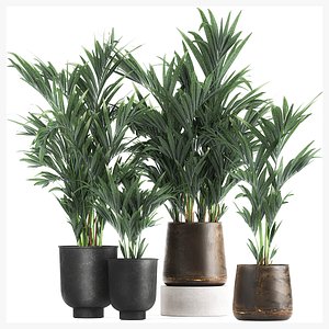 Collection of decorative palms in pots 1090 3D