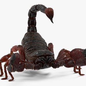 Realistic Scorpion Fur Rigged