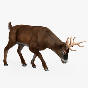 Virginia Deer Fur Rigged For Blender