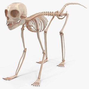Marmoset Monkey Skeleton