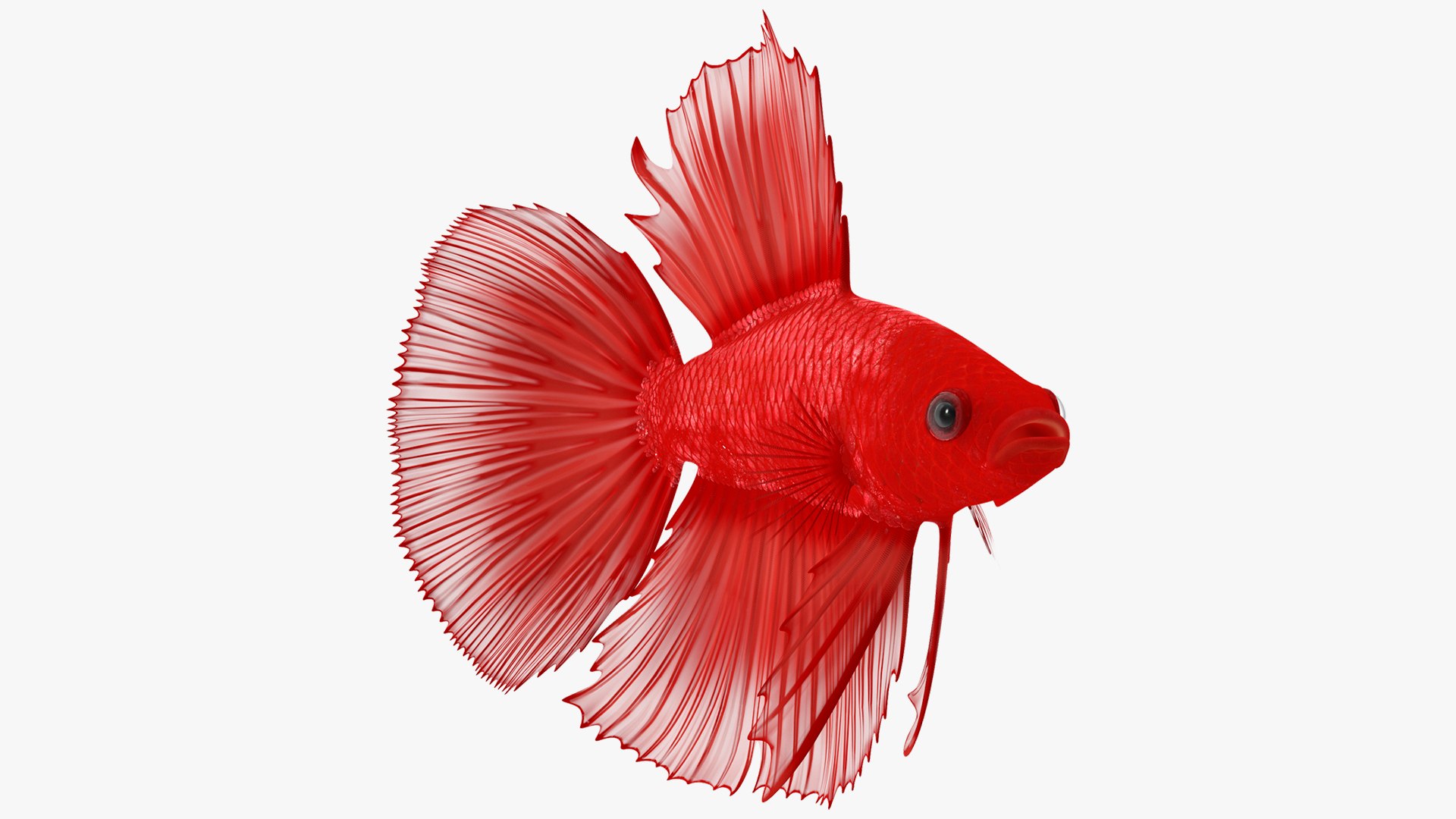 Red Crowntail Betta Fish Swimming Animated Rigged 3D model preview