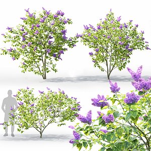 Syringa aucubaefolia 3D model