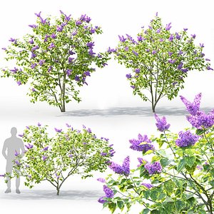 Syringa aucubaefolia