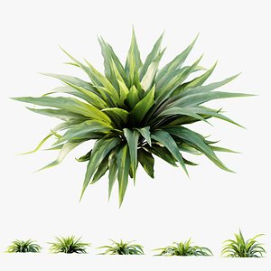 AV Plant Carex Platyphylla Larges Feuilles Astelia 3D model