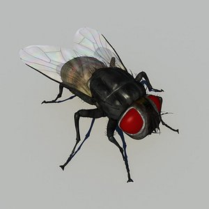 House fly