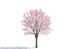 3d tree magnolia model