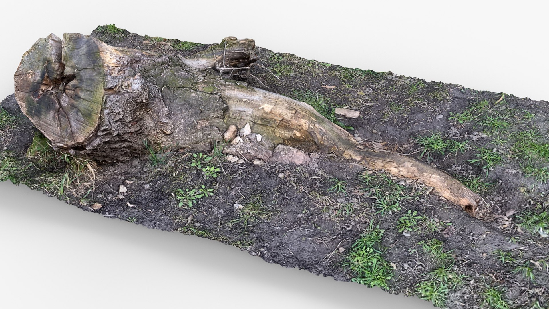 3D Photorealistic 3D scan of Tree Sawed Stump model https://p.turbosquid.com/ts-thumb/8k/BXa3fu/6x/view_050001/jpg/1744556682/1920x1080/fit_q87/4617132479c0fdfc66562cac5487257e611c7486/view_050001.jpg