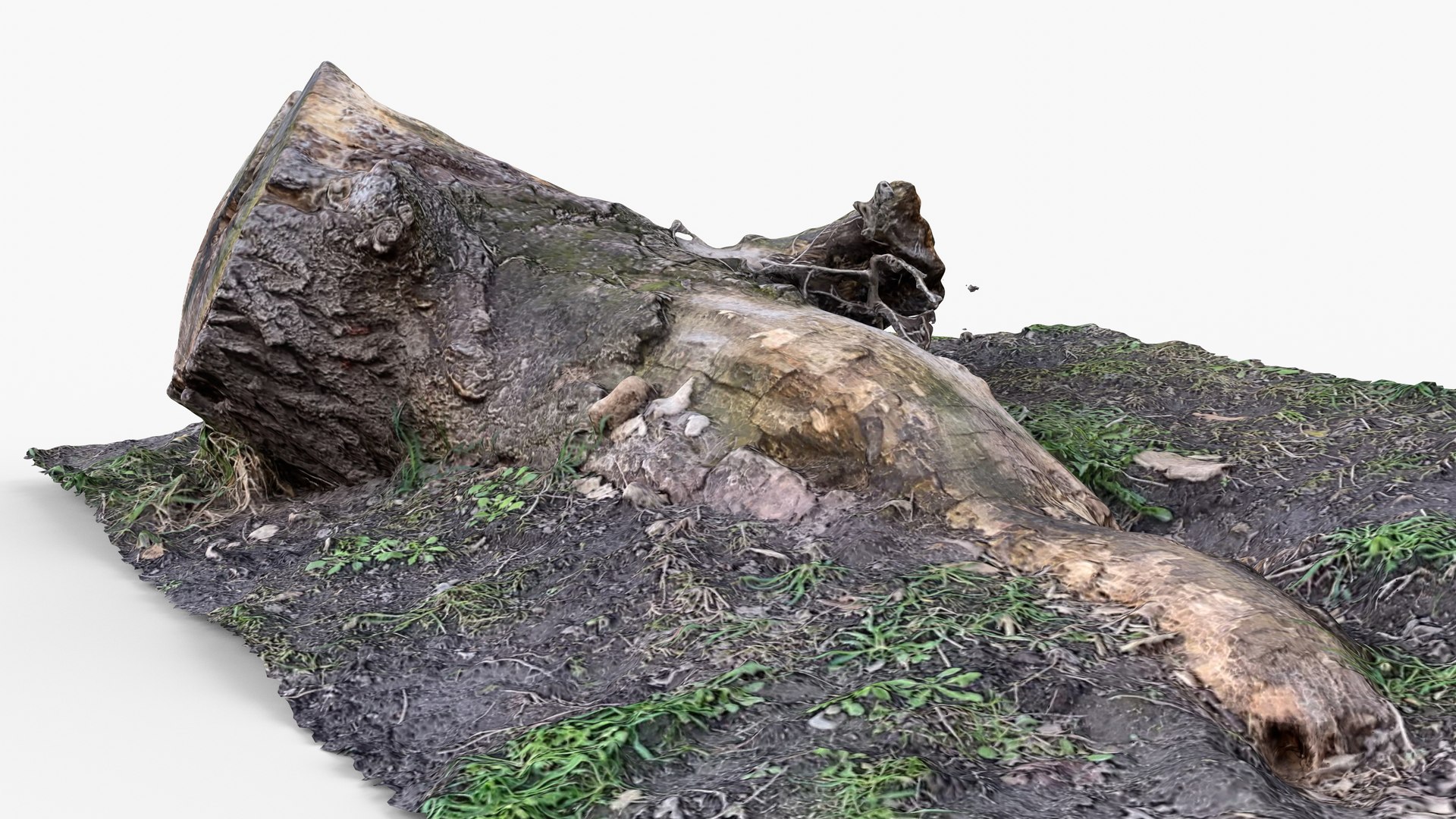 3D Photorealistic 3D scan of Tree Sawed Stump model https://p.turbosquid.com/ts-thumb/8k/BXa3fu/8J/view_130001/jpg/1744556689/1920x1080/fit_q87/21c81055d048a8f4d97201126b890eb19df3d087/view_130001.jpg