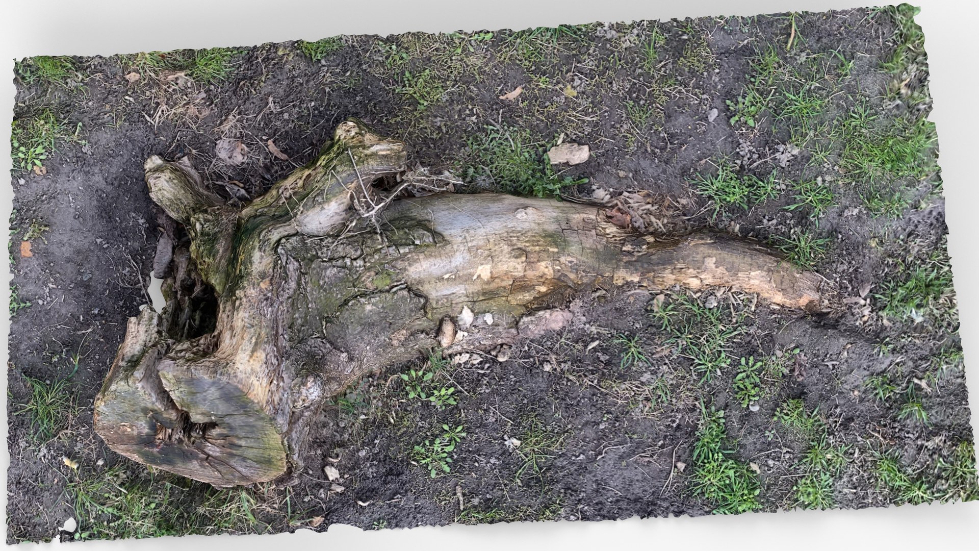 3D Photorealistic 3D scan of Tree Sawed Stump model https://p.turbosquid.com/ts-thumb/8k/BXa3fu/Ih/view_110001/jpg/1744556688/1920x1080/fit_q87/a4105551eddee7e2336fd3e56c25c3e324585c2c/view_110001.jpg