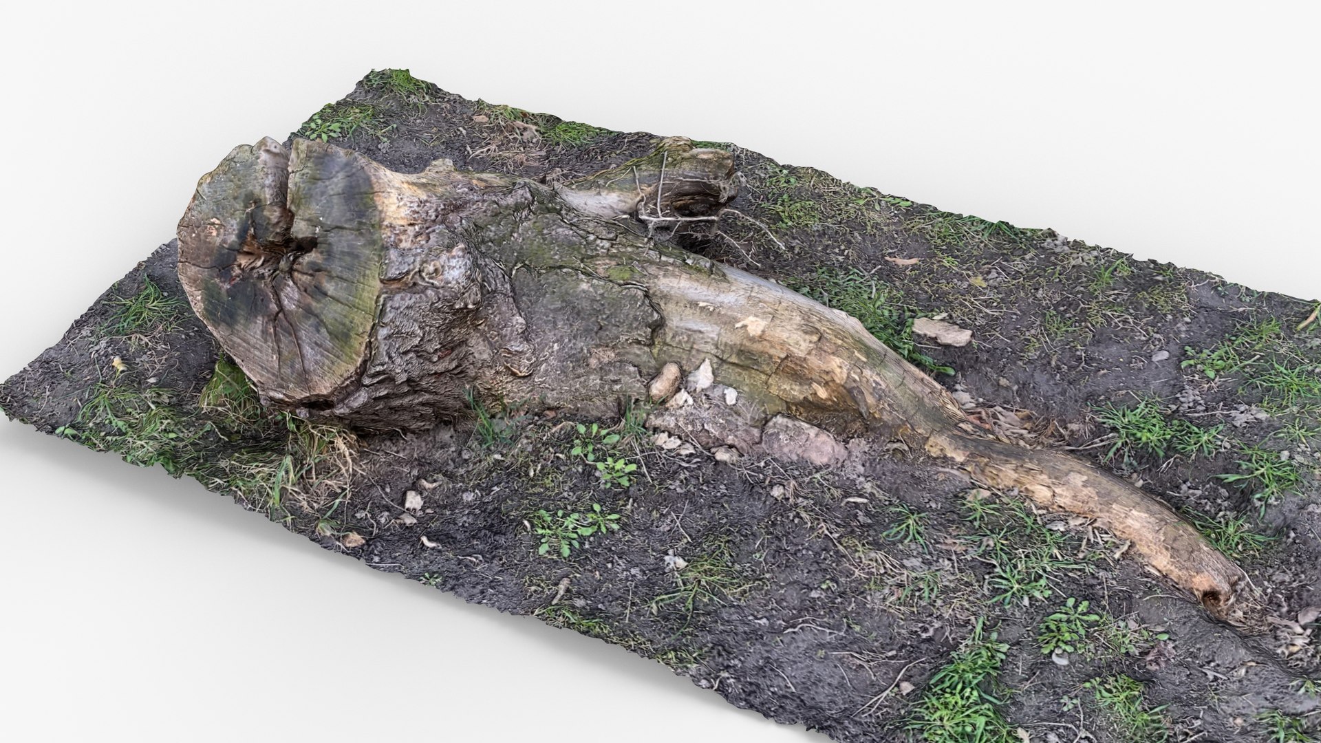 3D Photorealistic 3D scan of Tree Sawed Stump model https://p.turbosquid.com/ts-thumb/8k/BXa3fu/x9/view_020001/jpg/1744556678/1920x1080/fit_q87/483b99f786217de4ee9289c60b6e7d6dcac76371/view_020001.jpg