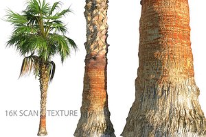 china palm 3D model