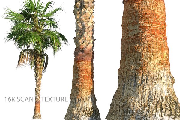 china palm 3D model