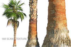 China Palm Animated HD