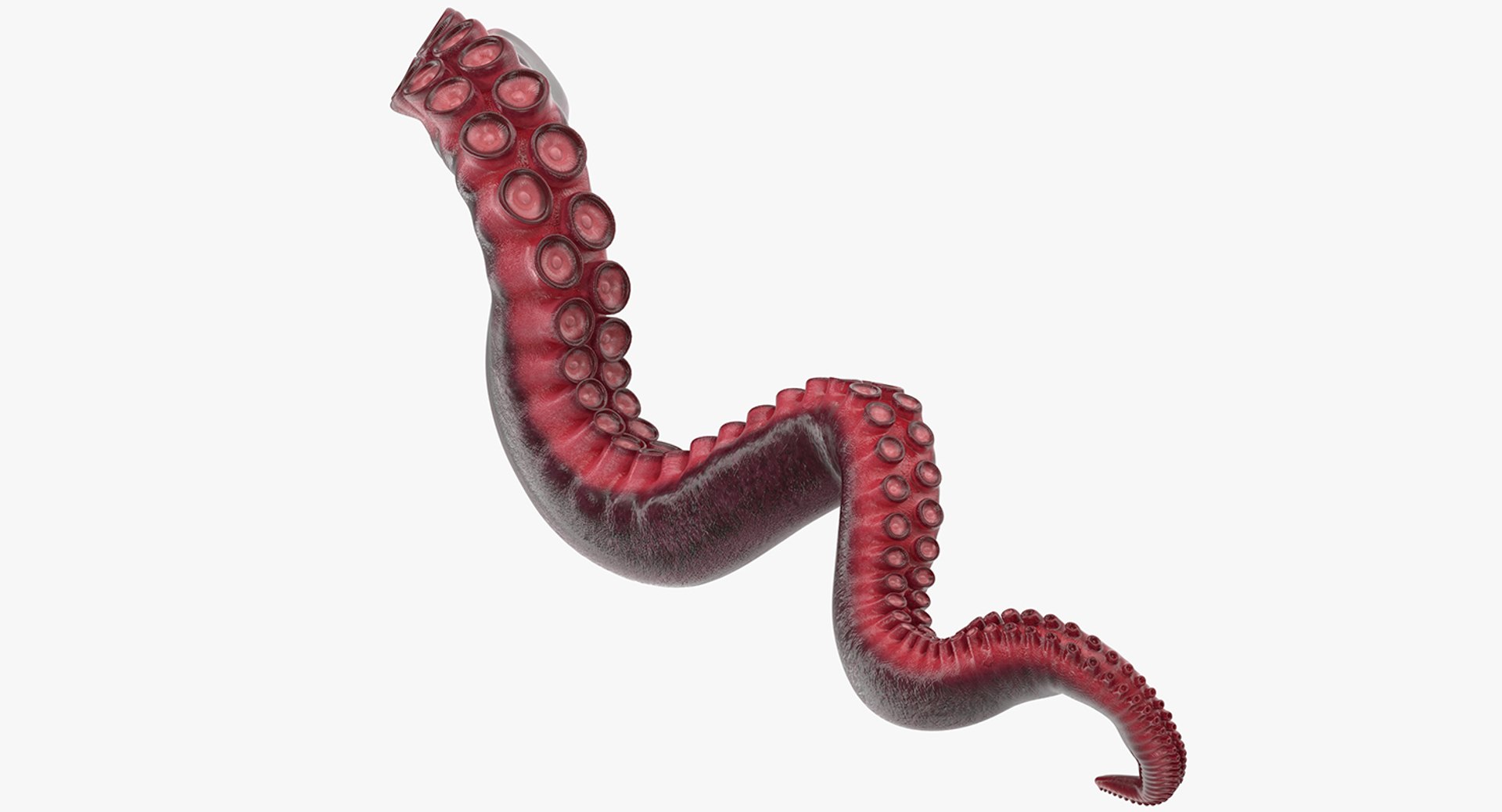 Octopus Tentacle Rigged 3D model preview