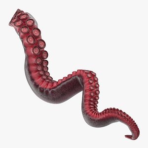 Octopus Tentacle Rigged