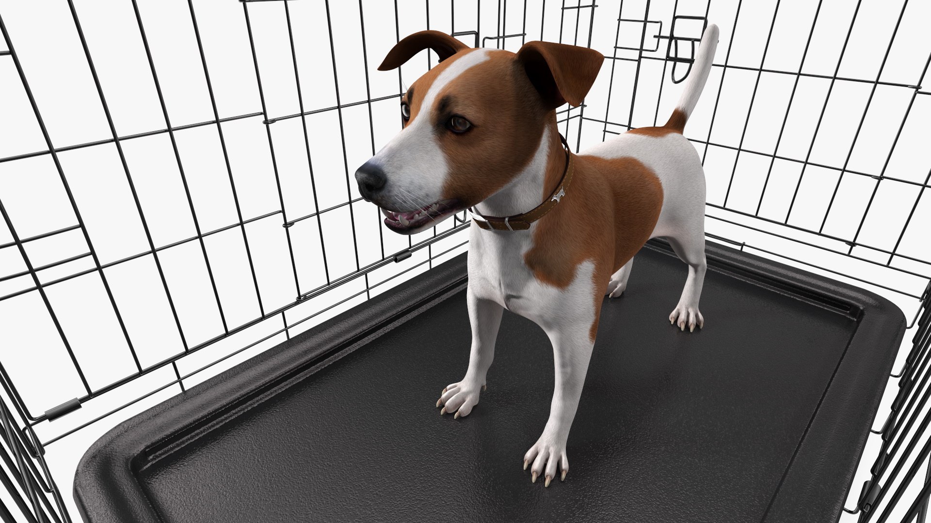 Crate with Jack Russell Terrier model https://p.turbosquid.com/ts-thumb/8k/U30Qsf/1F/cage_with_jack_russell_terrier_013/jpg/1774090625/1920x1080/fit_q87/83a35410e2156cfcad5d83f716730f888def2518/cage_with_jack_russell_terrier_013.jpg