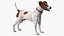 Cage avec un Jack Russell Terrier