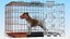 Cage avec un Jack Russell Terrier
