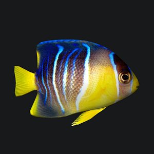 1_blue_angelfish