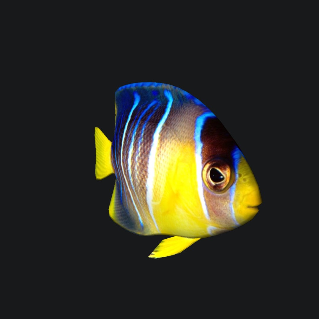blue angel fish 3D model https://p.turbosquid.com/ts-thumb/8k/WGkJMD/qCyiwDbU/4/jpg/1516289854/1920x1080/fit_q87/e0efaa54a11f114ea1a3f1d2665cb33989aa5ebf/4.jpg