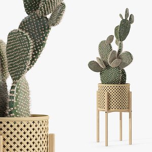 Opuntia microdasys in wooden flower pot 3D model