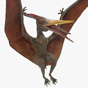 pteranodon landing pose 3D model