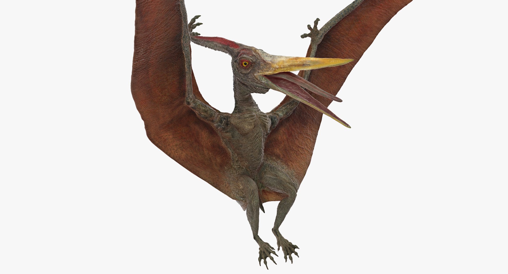 Pteranodon Landing Pose 3D model preview