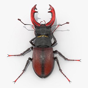 3D lucanus cervus stag beetle model