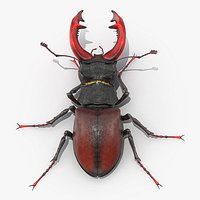 Lucanus Cervus Stag Beetle Walking Pose Fur