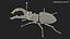 Lucanus Cervus Stag Beetle Walking Pose Fur