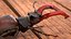 Lucanus Cervus Stag Beetle Walking Pose Fur