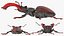Lucanus Cervus Stag Beetle Walking Pose Fur