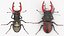 Lucanus Cervus Stag Beetle Walking Pose Fur