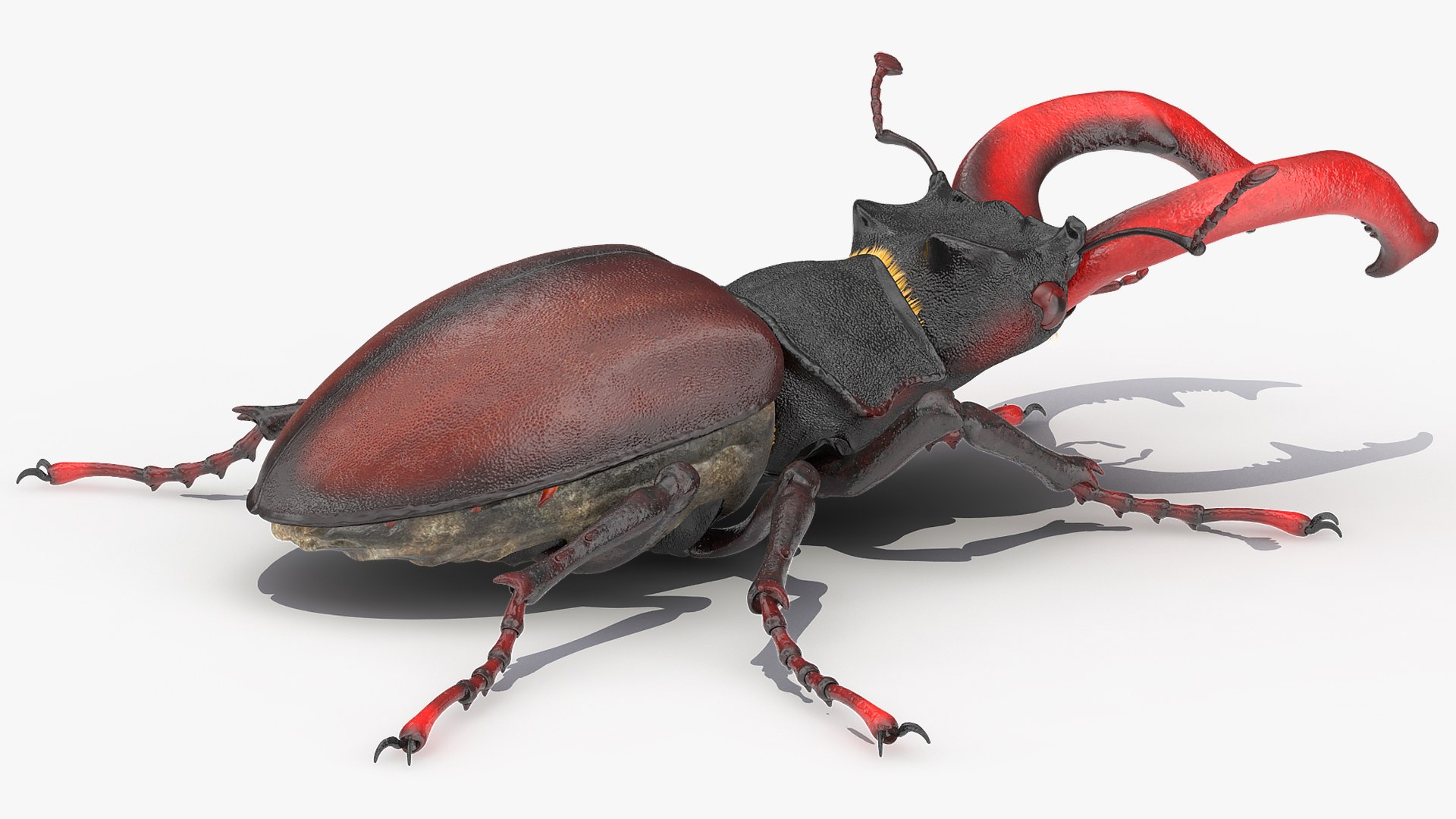 3D lucanus cervus stag beetle model https://p.turbosquid.com/ts-thumb/8k/pcmrZr/WB11VVbZ/lucanuscervusstagbeetlewalkingposefur3dmodel010/jpg/1582016717/1920x1080/fit_q87/0e20ca40102048384fa7f61fb3d3a00bd20898de/lucanuscervusstagbeetlewalkingposefur3dmodel010.jpg