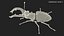 Lucanus Cervus Stag Beetle Walking Pose Fur