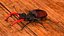 Lucanus Cervus Stag Beetle Walking Pose Fur