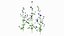 Set Malva Sylvestris Selvatica