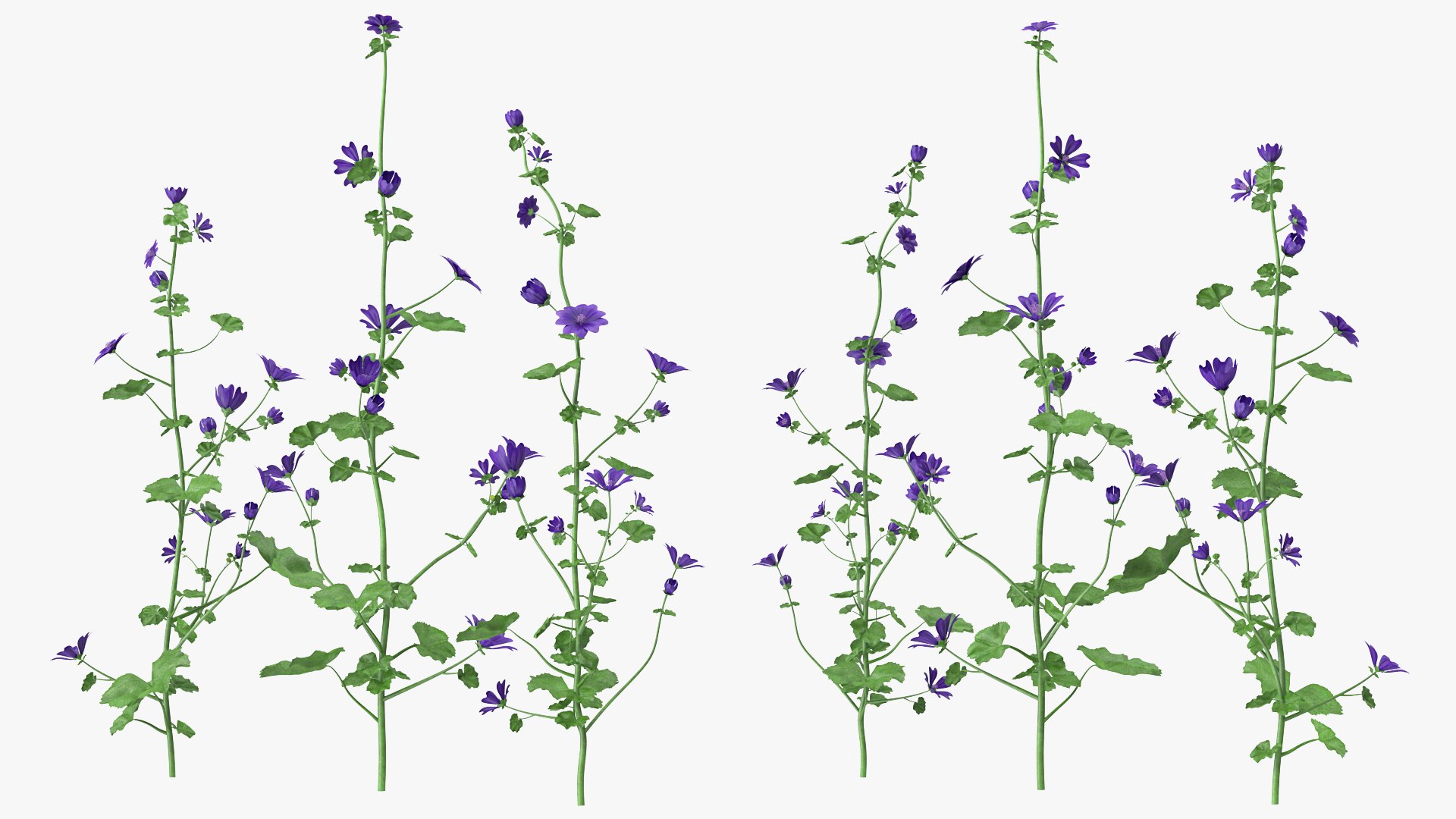 wild malva sylvestris set 3D model https://p.turbosquid.com/ts-thumb/8k/pgpR9b/85Mrimoo/wildmalvasylvestrisset3dmodel006/jpg/1599807021/1920x1080/fit_q87/9d17964318a172a0f3da1e19cd26dfc4532cf164/wildmalvasylvestrisset3dmodel006.jpg